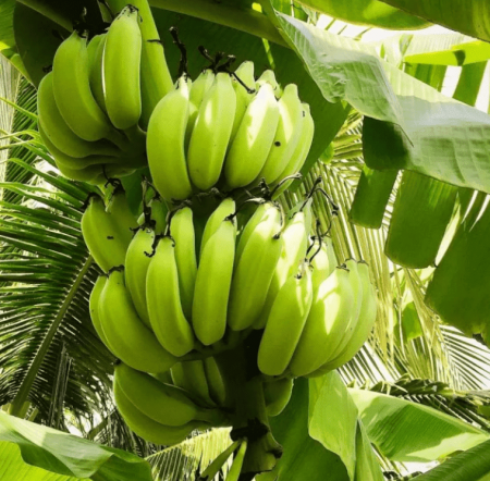 Банановая мука 100 г - 1 кг; 5 кг